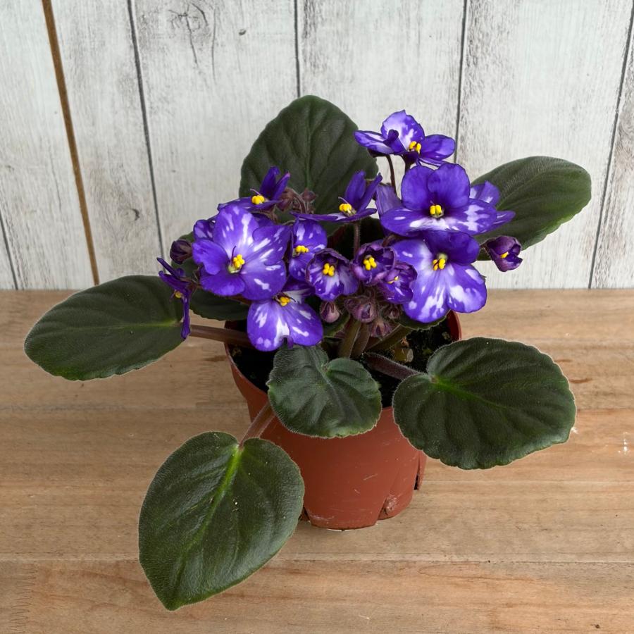 New 2025】 セントポーリア 「スパークリング オーシャン」開花株 3.5