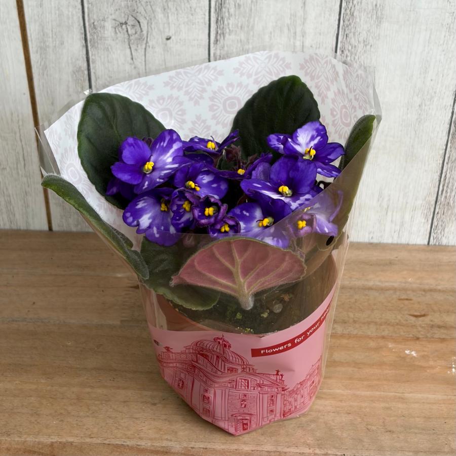 New 2025】 セントポーリア 「スパークリング オーシャン」開花株 3.5