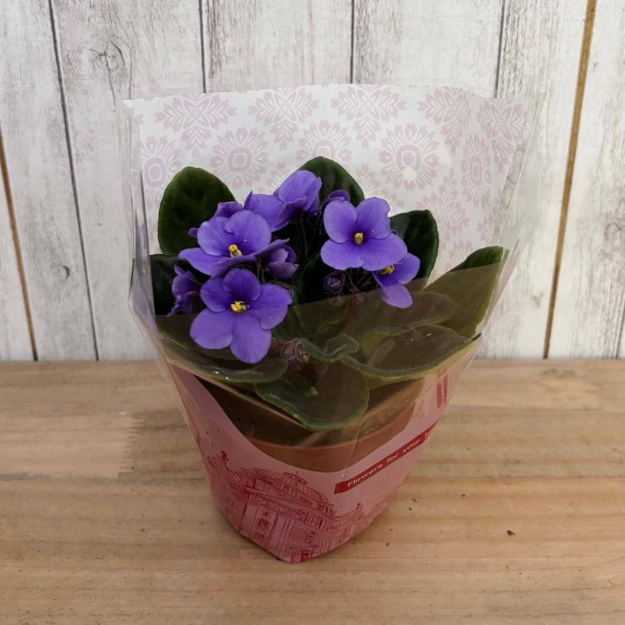 セントポーリア 「32 マニトバ」 開花株 3.5号 : フラワー