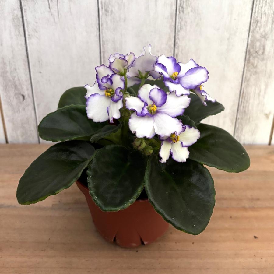 セントポーリア 開花株 セントポーリア 「セレン」 開花株 3.5号 : フラワーショップ