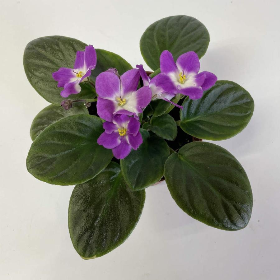 セントポーリア 「ドーリー」 開花株 3.5号 : フラワーショップ