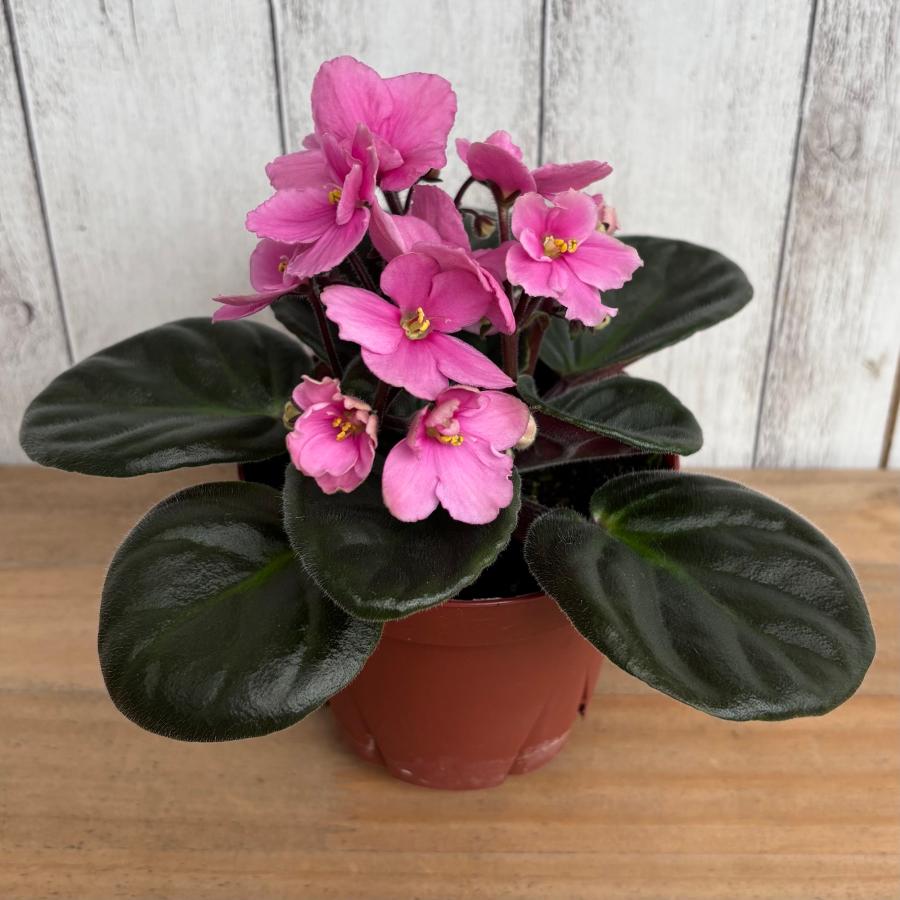 セントポーリア　「56 インディアナ」開花株 3.5号 |  | 01