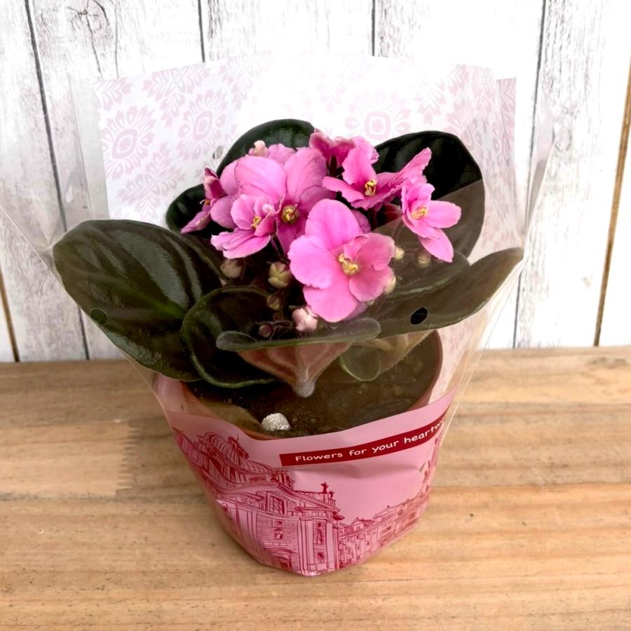 セントポーリア　「56 インディアナ」開花株 3.5号 |  | 02