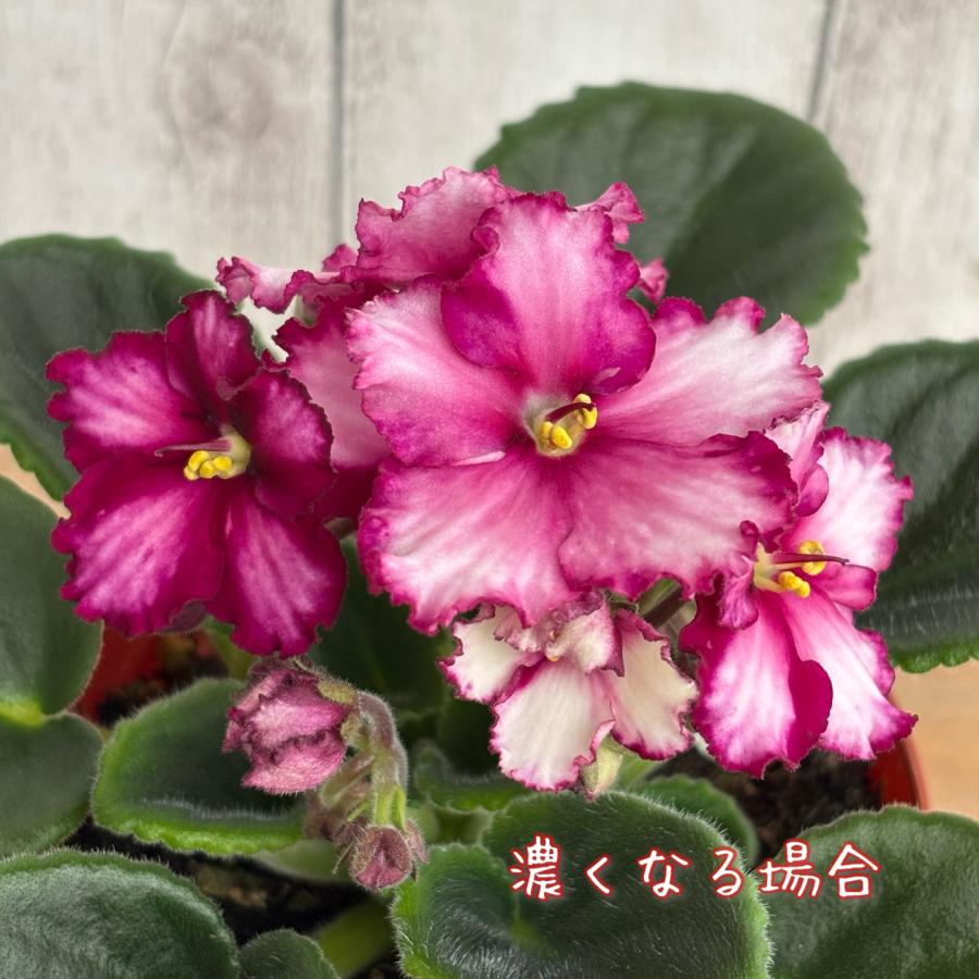 セントポーリア 「サターン」開花株 3.5号 : フラワーショップ