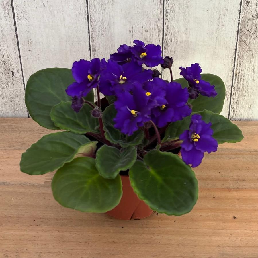 セントポーリア 「24 タロー」開花株 3.5号 : フラワーショップ