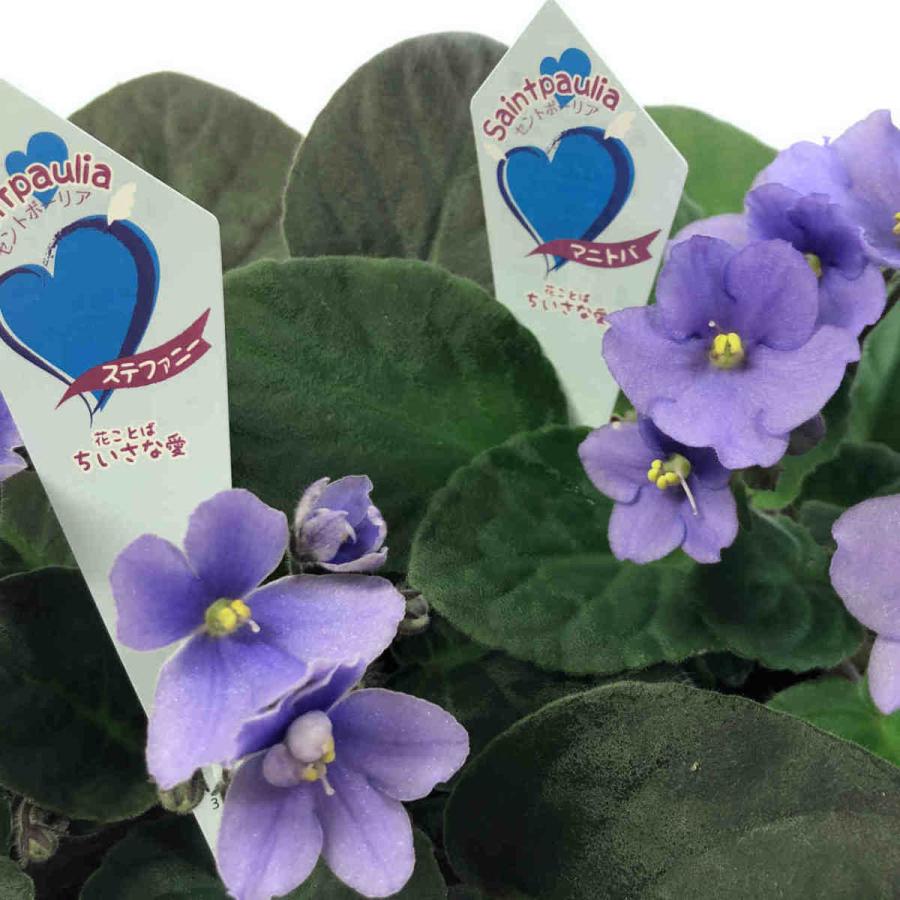 セントポーリア 開花株 セントポーリア 「セレン」 開花株 3.5号 : フラワーショップ