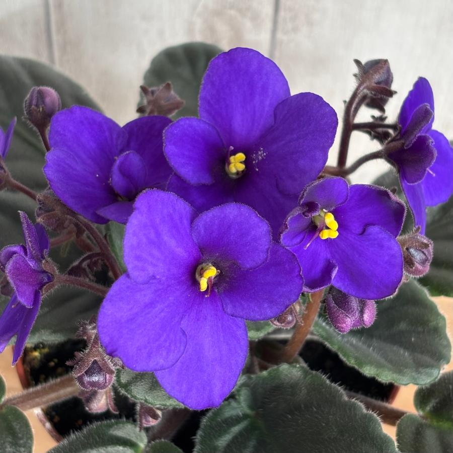 セントポーリア 「カリブ」開花株 3.5号 : フラワーショップ POCOLOCO