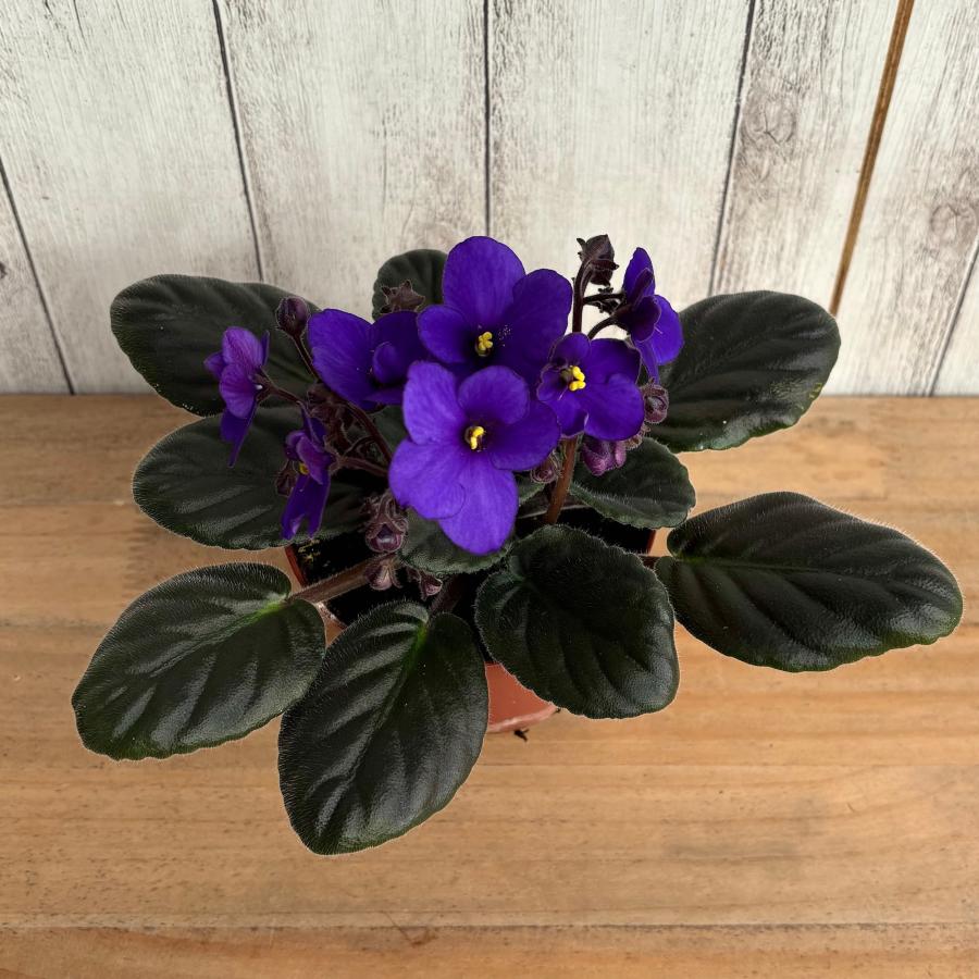 セントポーリア 「カリブ」開花株 3.5号 : フラワーショップ POCOLOCO