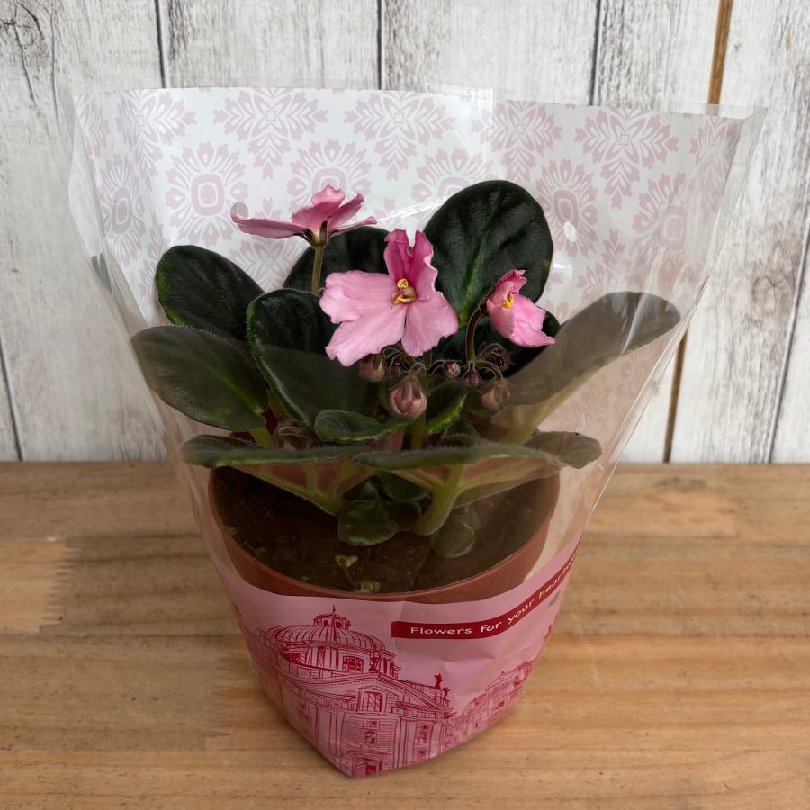 セントポーリア 「サブリナ」 開花株 3.5号 : フラワーショップ