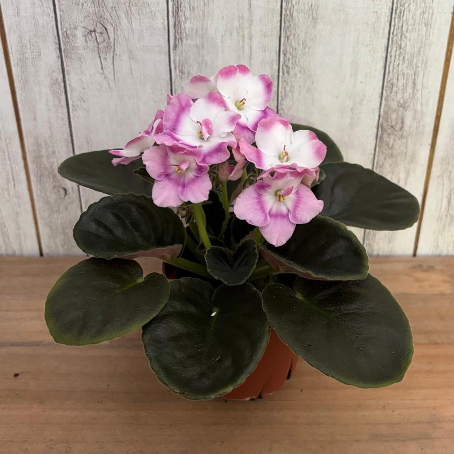 セントポーリア 「セレン ピンク」 開花株 3.5号 : フラワーショップ