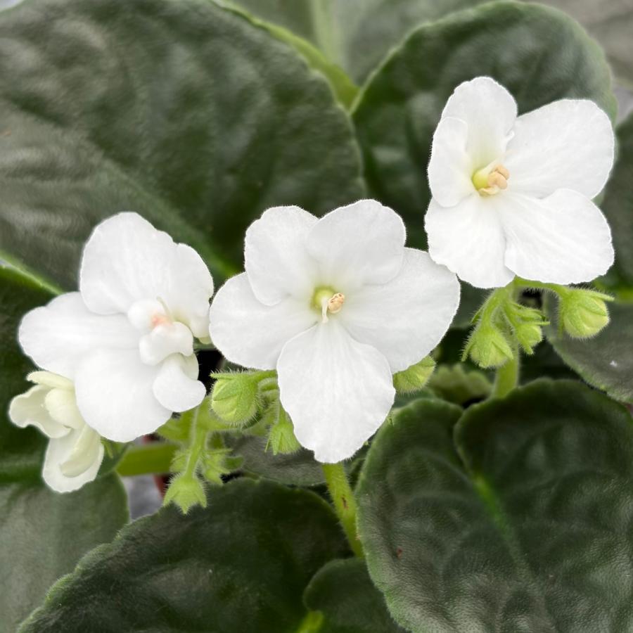 New 2025】セントポーリア 「セレン ホワイト」 開花株 3.5号