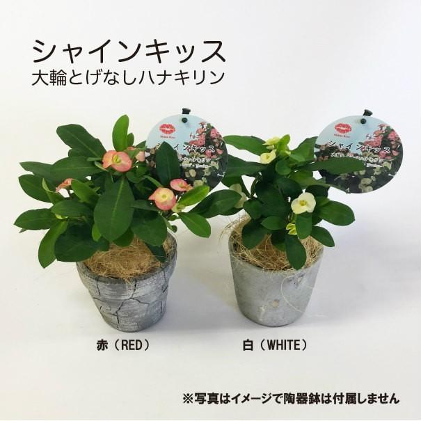 シャインキッス 白 大輪 トゲなし ハナキリン 3 5号 Shine 35 W フラワーショップ Pocoloco 通販 Yahoo ショッピング