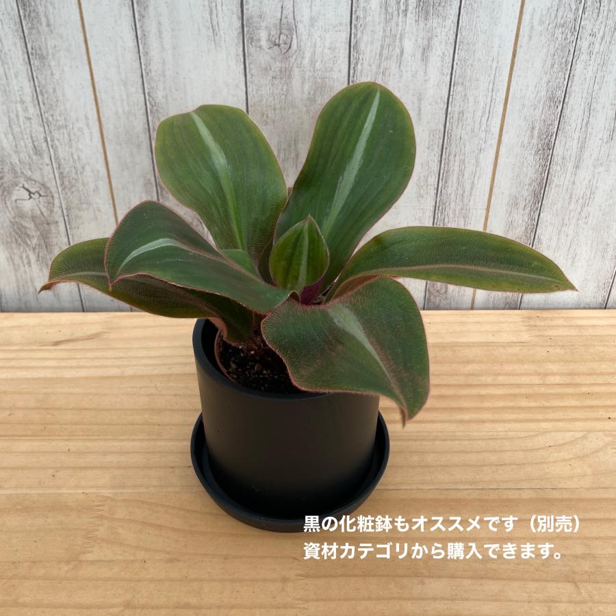 シデラシス　フスカタ 3.5号【レア植物】 |  | 03