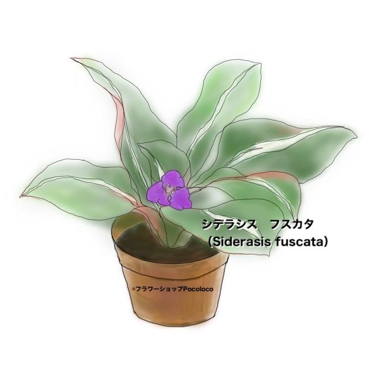 シデラシス　フスカタ 3.5号【レア植物】 |  | 04