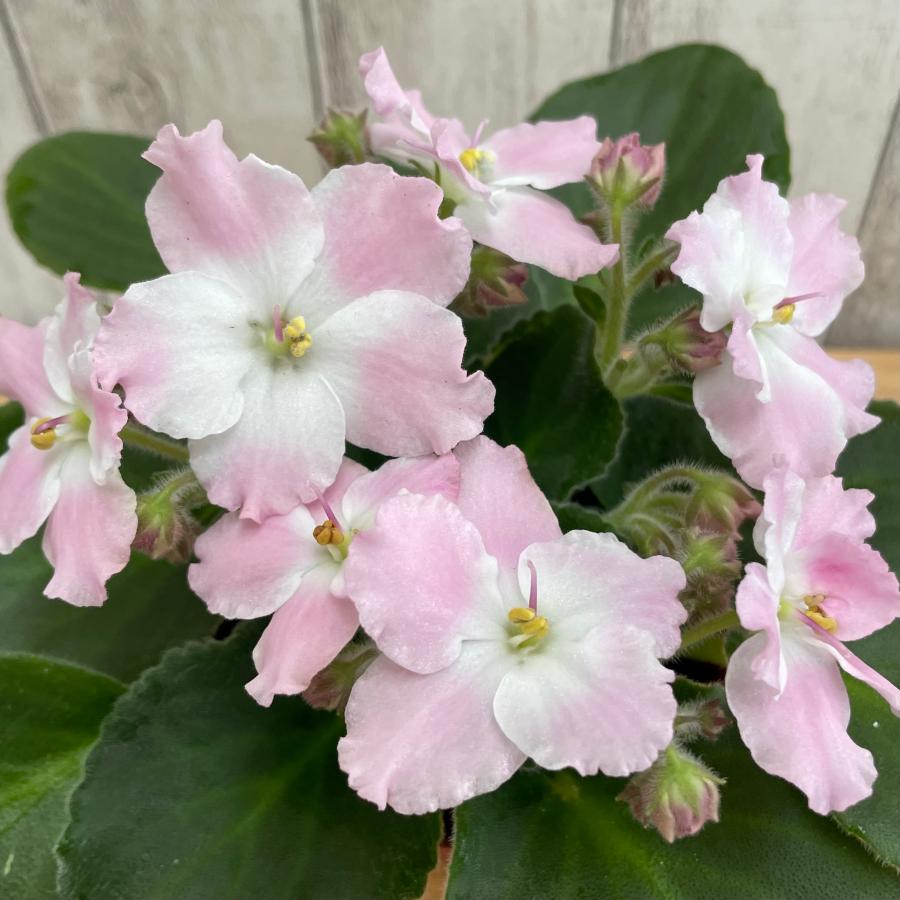 NEW! 2023 セントポーリア 「サリー」 開花株 3.5号 Surreyフラワーショップ POCOLOCO 通販 Yahoo