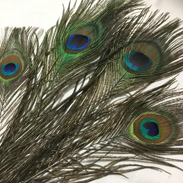 フェザー クジャク 孔雀 羽根 4枚 23-30cm 金具付き : Guild by PoD