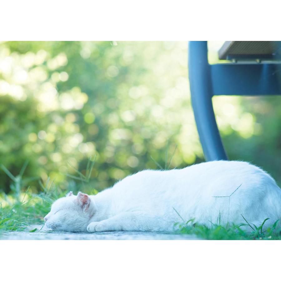 そとねこたちのポートレート |  | 05