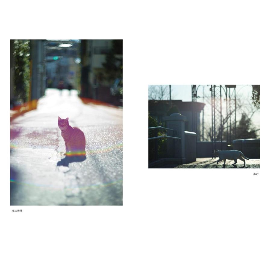 そとねこたちのポートレート |  | 06