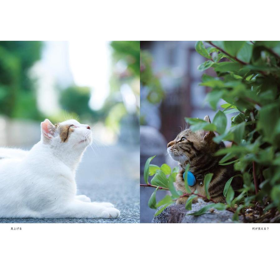 そとねこたちのポートレート |  | 07