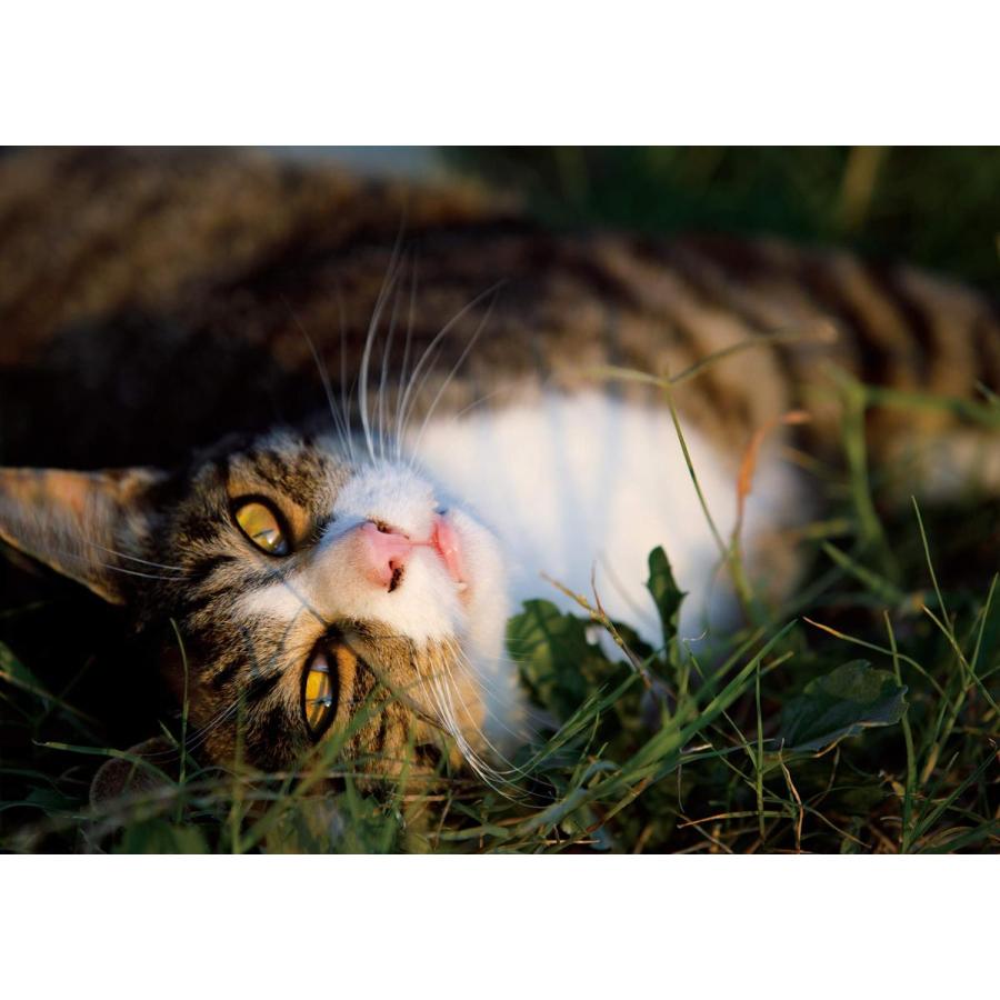 そとねこたちのポートレート |  | 08