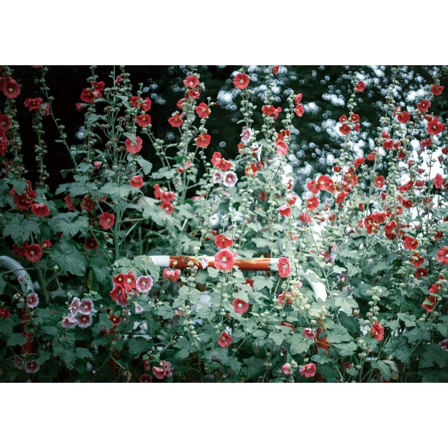 ご自愛ください あなた様、 |  | 05