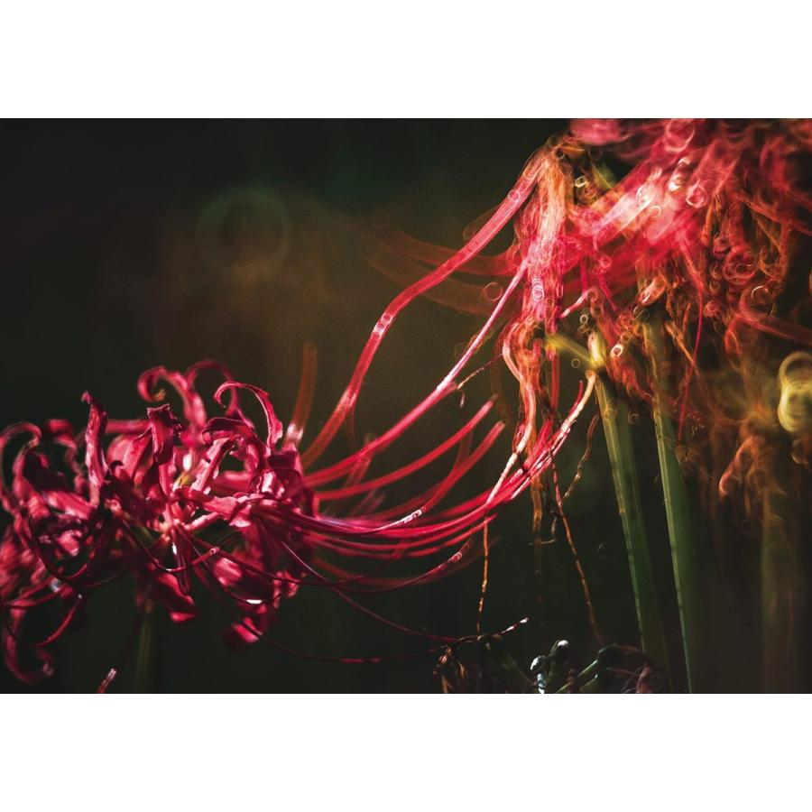 ご自愛ください あなた様、 |  | 07