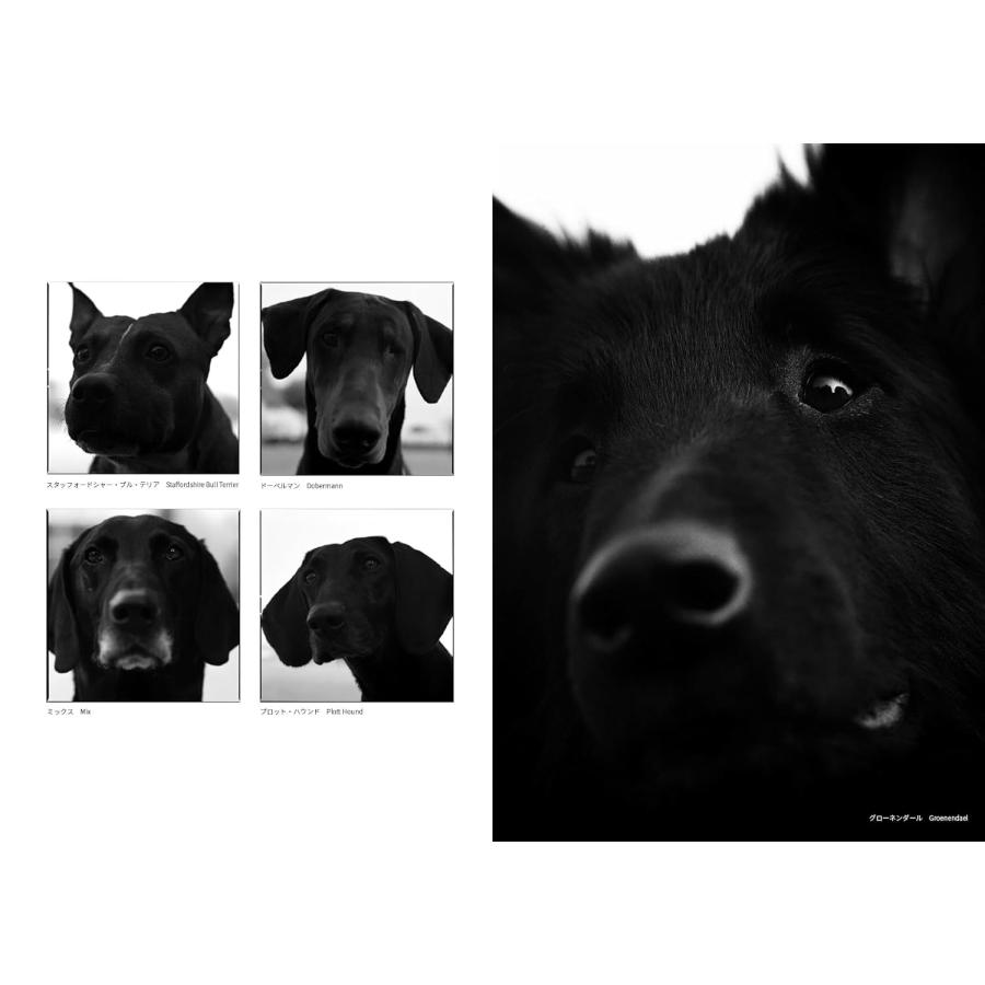 写真集　犬顔図鑑 |  | 02