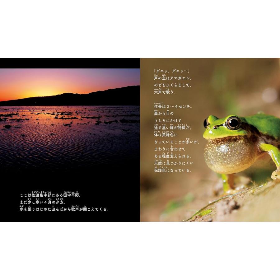 【プレゼントつき】写真絵本　佐渡のアマガエル (ネイチャー絵本) |  | 01