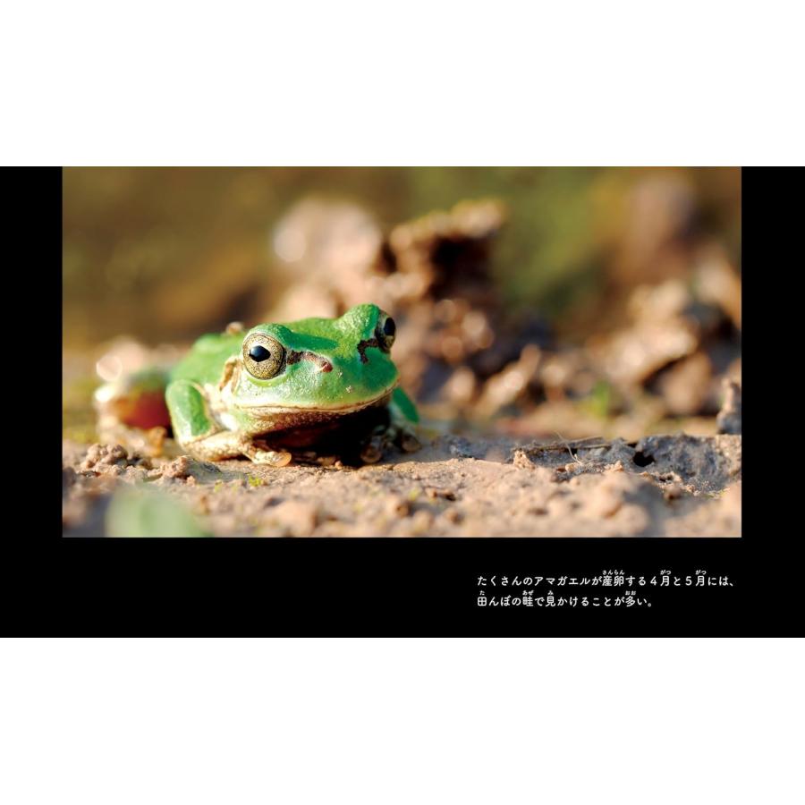 【プレゼントつき】写真絵本　佐渡のアマガエル (ネイチャー絵本) |  | 02