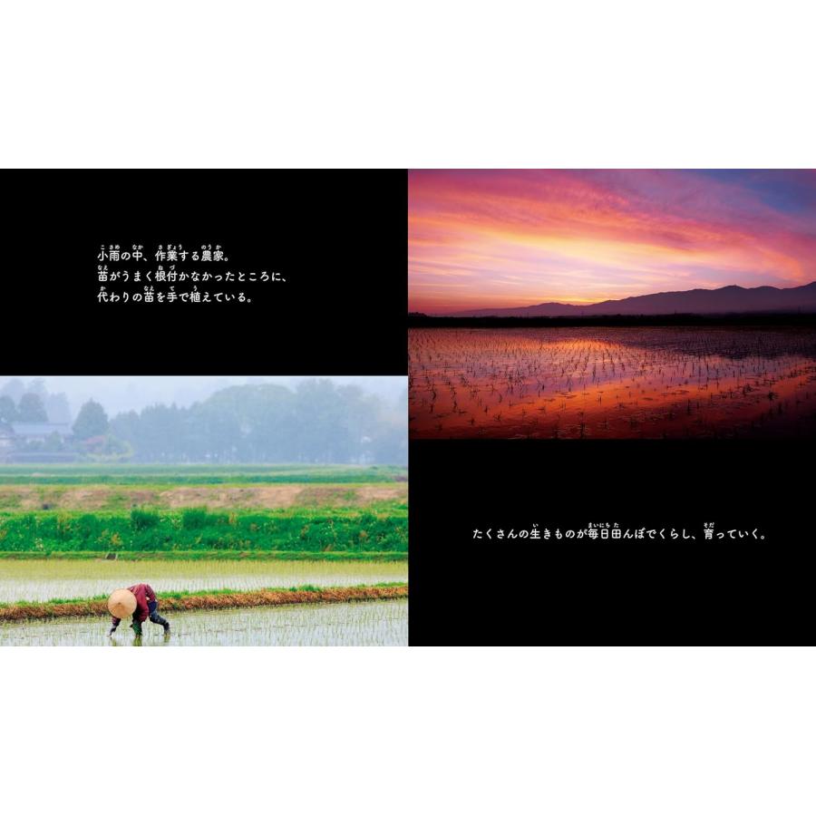 【プレゼントつき】写真絵本　佐渡のアマガエル (ネイチャー絵本) |  | 03