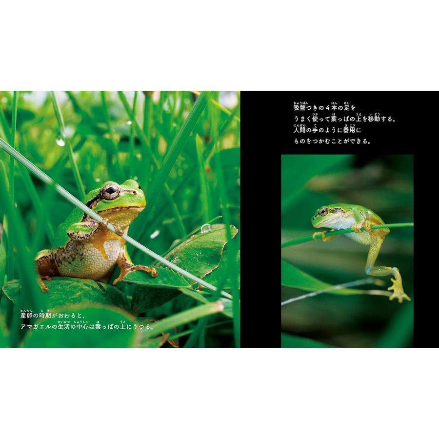 【プレゼントつき】写真絵本　佐渡のアマガエル (ネイチャー絵本) |  | 04