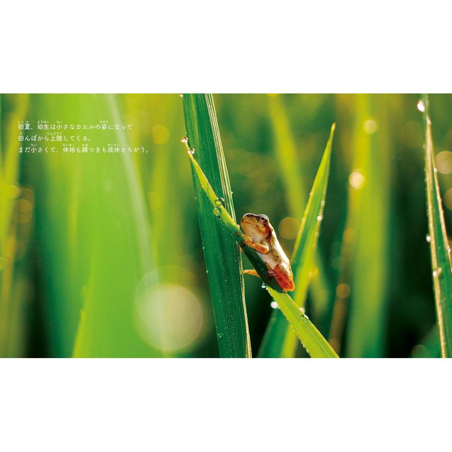 【プレゼントつき】写真絵本　佐渡のアマガエル (ネイチャー絵本) |  | 05