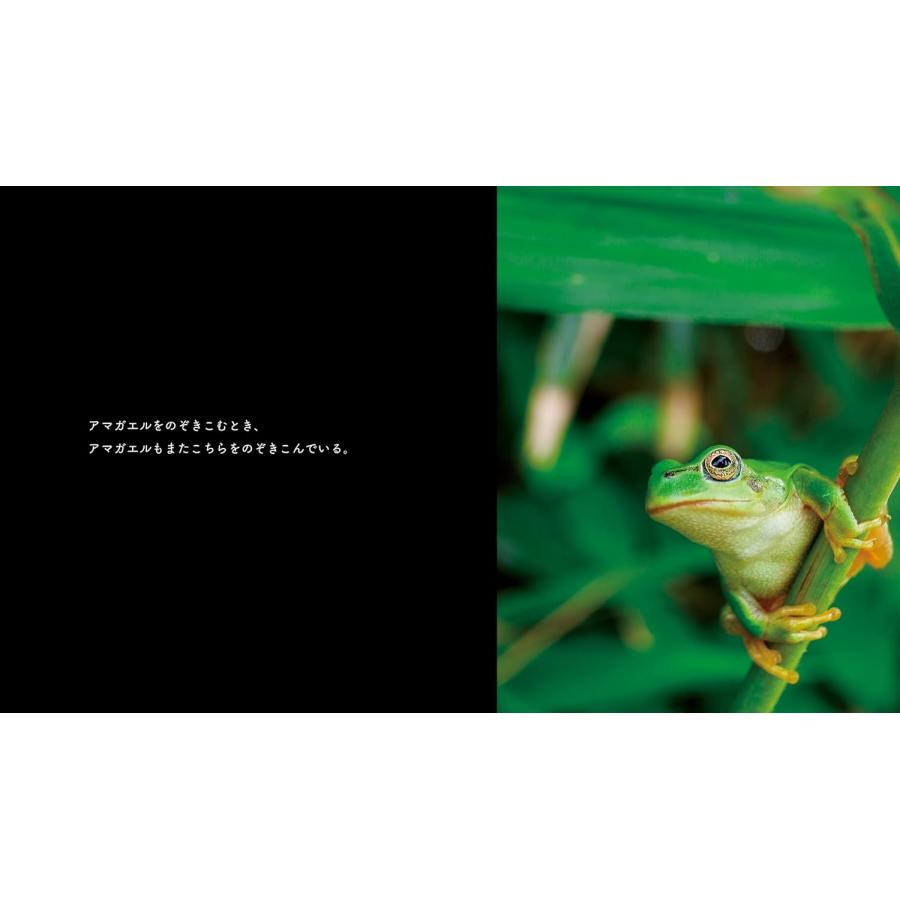 【プレゼントつき】写真絵本　佐渡のアマガエル (ネイチャー絵本) |  | 06
