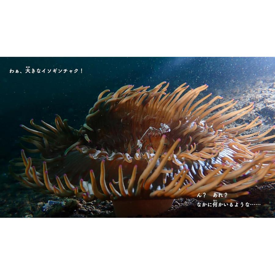 海の画廊「珊瑚海の午後」 HIDE and SEA うみのそこでかくれんぼ ｜ みらいパブリッシング