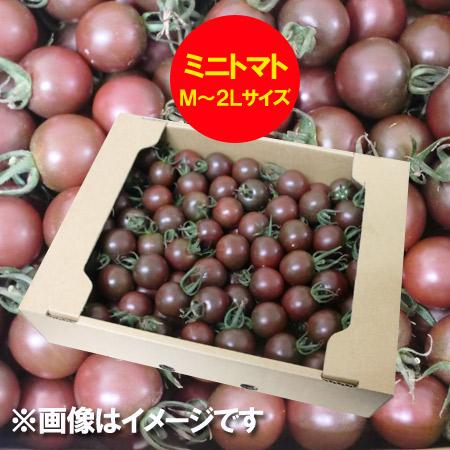 訳あり トマト 送料無料 ミニトマト 北海道 ミニ トマト M 2lサイズ 2kg 2キロ 価格 2980円 トマト とまと 無撰別 品種 トスカーナバイオレット Mini Tomato Violet M 2l Size 北海道 ポイント本舗 通販 Yahoo ショッピング
