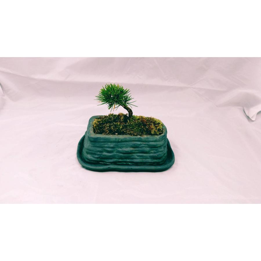 筒四角鉢 盆栽鉢 植木鉢 小品盆栽鉢 大品盆栽鉢 盆栽鉢 植木鉢 小品盆栽鉢 大品盆栽鉢 盆栽鉢 植木鉢 小品盆栽鉢
