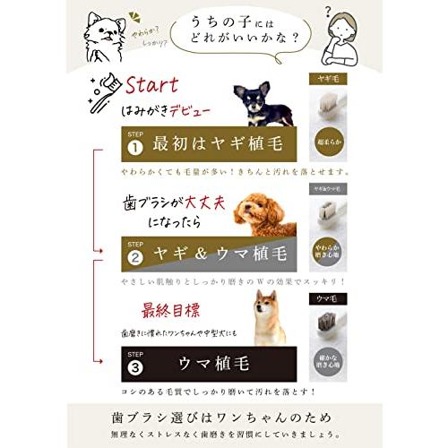 買い大人気 ミガケンデ 小型犬用 歯ブラシ 12本（ヤギ植毛：超やわらか）日本製 天然毛 ギフト