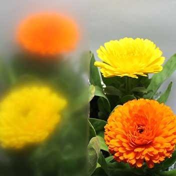 SG305　クリア３mm厚　幅910mm長さ1820mm