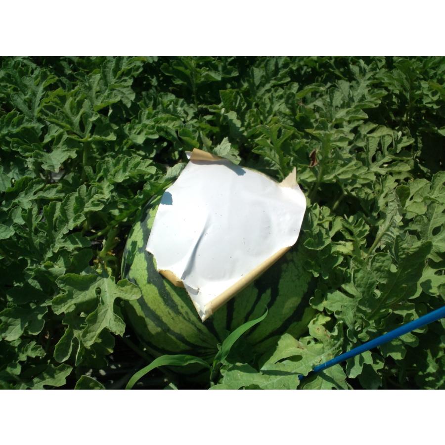 積水クラフトテープ白　150ｍｍＸ50ｍ　1箱（10個入）スイカ日よけ用 |  | 02