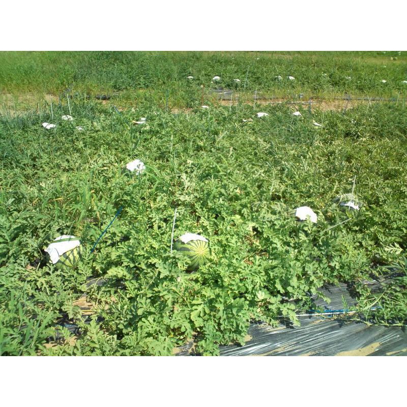 積水クラフトテープ白　150ｍｍＸ50ｍ　1箱（10個入）スイカ日よけ用 |  | 04