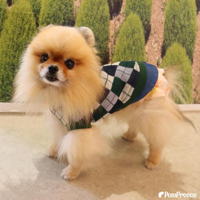 犬 小型犬 犬用 犬服 ペット ペットグッズ 犬用品 ドッグウエア  セーター ニット 重ね着風 アーガイルニット 5号 ポンポリース 0803※返品・交換不可 | PomPreece | 03