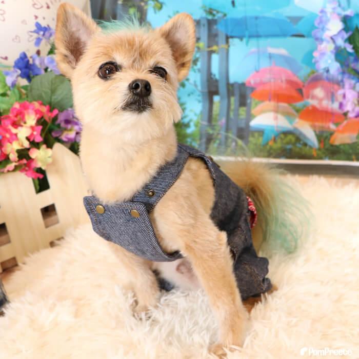 PomPreece（ポンポリース） 犬 服 ワンピース ドッグウェア ペット 服