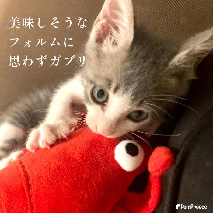犬 猫 おもちゃ ぬいぐるみ ストレス解消 音付き 可愛い プレゼント エビ PeePeeディスプレイTOY 伊勢エビ 4117 ポンポリース | PomPreece | 02