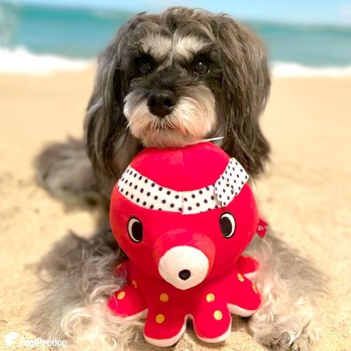 犬 猫 おもちゃ ぬいぐるみ ストレス解消 音付き 大きい 可愛い プレゼント タコ PeePeeTOY タコ君 4121 ポンポリース | PomPreece | 02