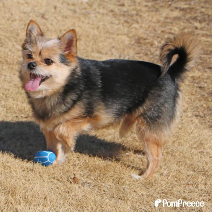 犬用おもちゃ 犬 知育 噛むおもちゃ 歯磨きボール 犬用おもちゃ ペットおもちゃ 知育玩具 P犬用おもちゃ ラテックスTOY ラグビーボール 4001 | PomPreece | 02