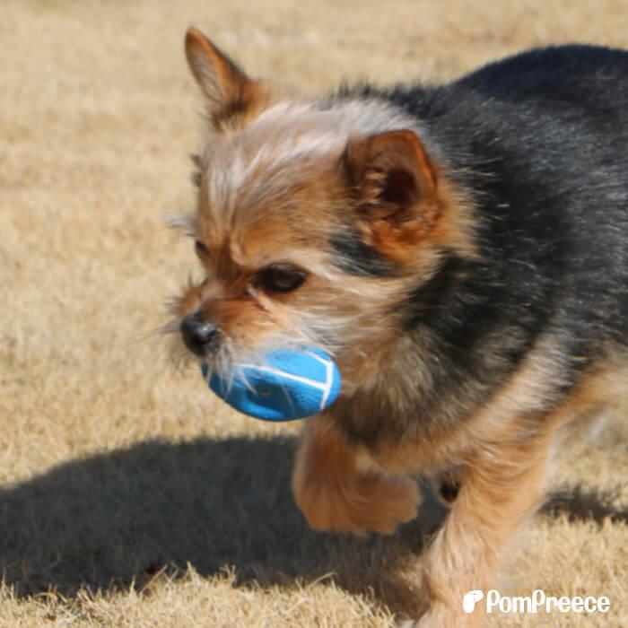 PomPreece（ポンポリース） 犬用おもちゃ 犬 知育 噛むおもちゃ 歯磨き