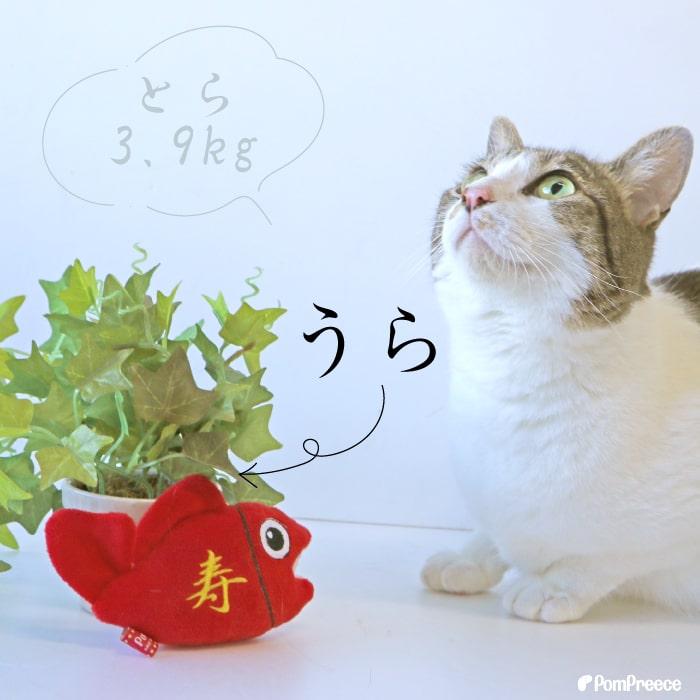 犬 猫 おもちゃ ぬいぐるみ ストレス解消 音付き 可愛い プレゼント 正月 鯛 縁起物 PeePeeTOY めでタイ 4158 ポンポリース | PomPreece | 05