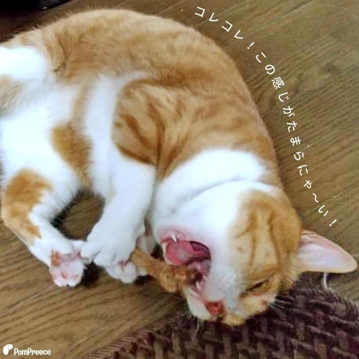 猫 ペット おもちゃ 猫じゃらし またたび マタタビの木 原木 国産またたび　またたびの木（5本入） ポンポリース 4911 | PomPreece | 04