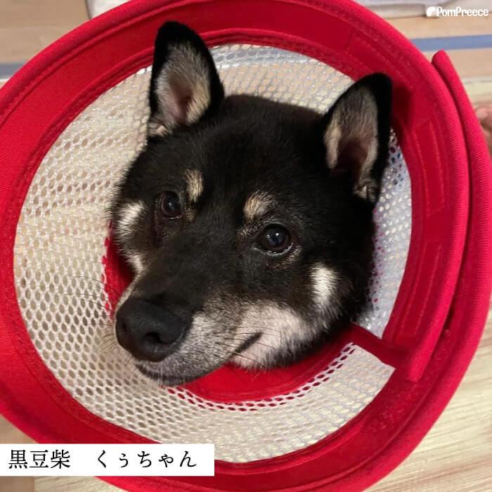 犬 猫 保護 傷口 患部 舐める 防止 エリザベスカラー ベル型 通気性 柔らかい ロングメッシュエリザベスカラー 面ファスナー留め M ポンポリース 5113｜pomp-ya｜02