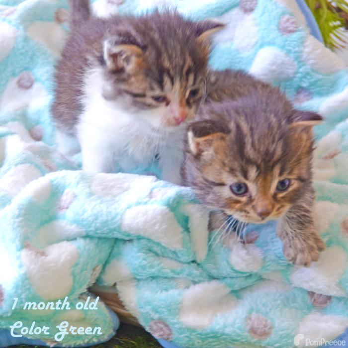 ふんわり 暖かい ブランケット毛布 ブランケット ねこ 犬　マット ペット用品 毛布 ふわふわ ブランケット ポンポリース | PomPreece | 11